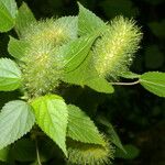 Acalypha arvensis Pokrój