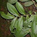 Ardisia auriculata Other