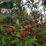 Rubus fraxinifolius Fruto