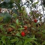 Rubus fraxinifolius Fruit