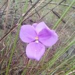 Patersonia glabrata Flor