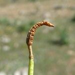 Ophioglossum lusitanicum Frutto