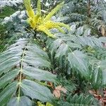 Berberis japonica Leaf