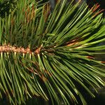 Pinus albicaulis Folha