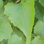 Mikania periplocifolia Feuille