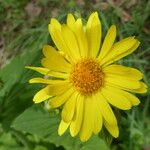 Doronicum pardalianches ᱵᱟᱦᱟ