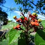 Clerodendrum speciosissimum Плод