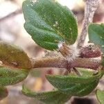 Clinopodium alpinum 葉