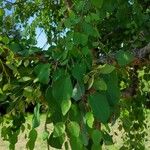 Cercidiphyllum japonicum Leaf