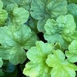 Heuchera americana 葉