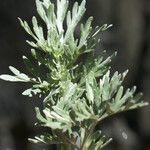 Artemisia vallesiaca Folha