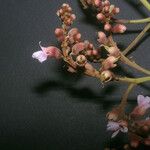 Diplotropis purpurea Flor