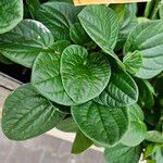 Peperomia albovittata Ліст