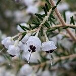 Erica canaliculata Floare