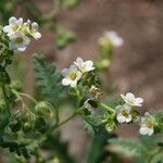 Phacelia brachyloba Συνήθη χαρακτηριστικά