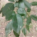Poecilanthe parviflora Leaf