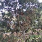 Pinus gerardiana عادت