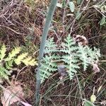 Thapsia villosa Leaf