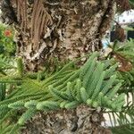 Araucaria heterophyllaLeht