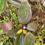 Tristemma mauritianum Blomst