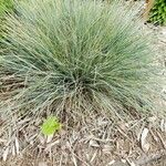 Festuca glauca Vivejo