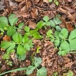 Geum aleppicum ഇല