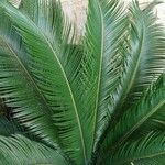 Cycas revolutaЛист