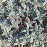 Helianthemum syriacum Hoja