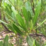 Dodonaea angustifolia Листок