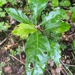 Euonymus latifoliusDeilen