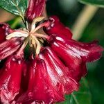 Rhododendron beanianum Virág