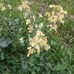 Brassica barrelieri Flower