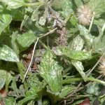 Tridax procumbens Vivejo