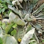 Verbascum pulverulentum Leaf