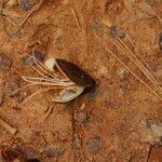 Tetraberlinia bifoliolata Frucht