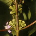 Blakea multiflora Fruit