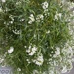 Lobularia maritimaFuelha