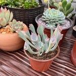 Echeveria shaviana برگ