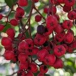 Photinia arbutifolia Fruit