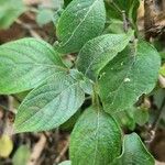 Ruellia prostrata Blatt