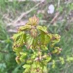 Acer opalus Leaf