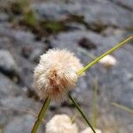 Eriophorum virginicumFleur