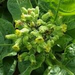 Nicotiana rustica Blüte