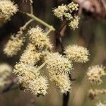 Combretum collinum Flower