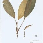 Dieffenbachia elegans List