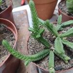 Crassula tillaea ഇല