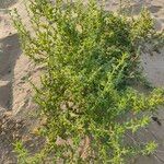 Salsola kali Fuelha