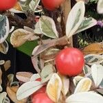 Cotoneaster microphyllus ফল