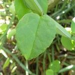 Cissus quadrangularis 叶