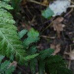 Dryopteris dilatata Лист